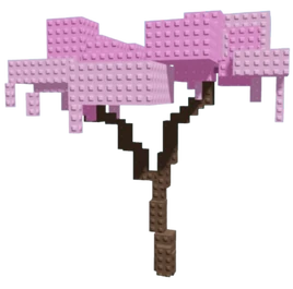 Cherry Blossom plant