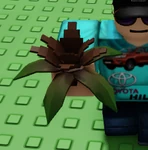 Banana Orchid Choc.png (83 KB) Choc