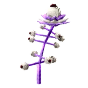 Asteris