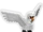 Swan