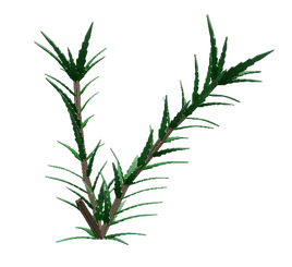 RosemaryCrop