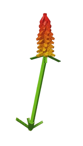 Kniphofia Plant