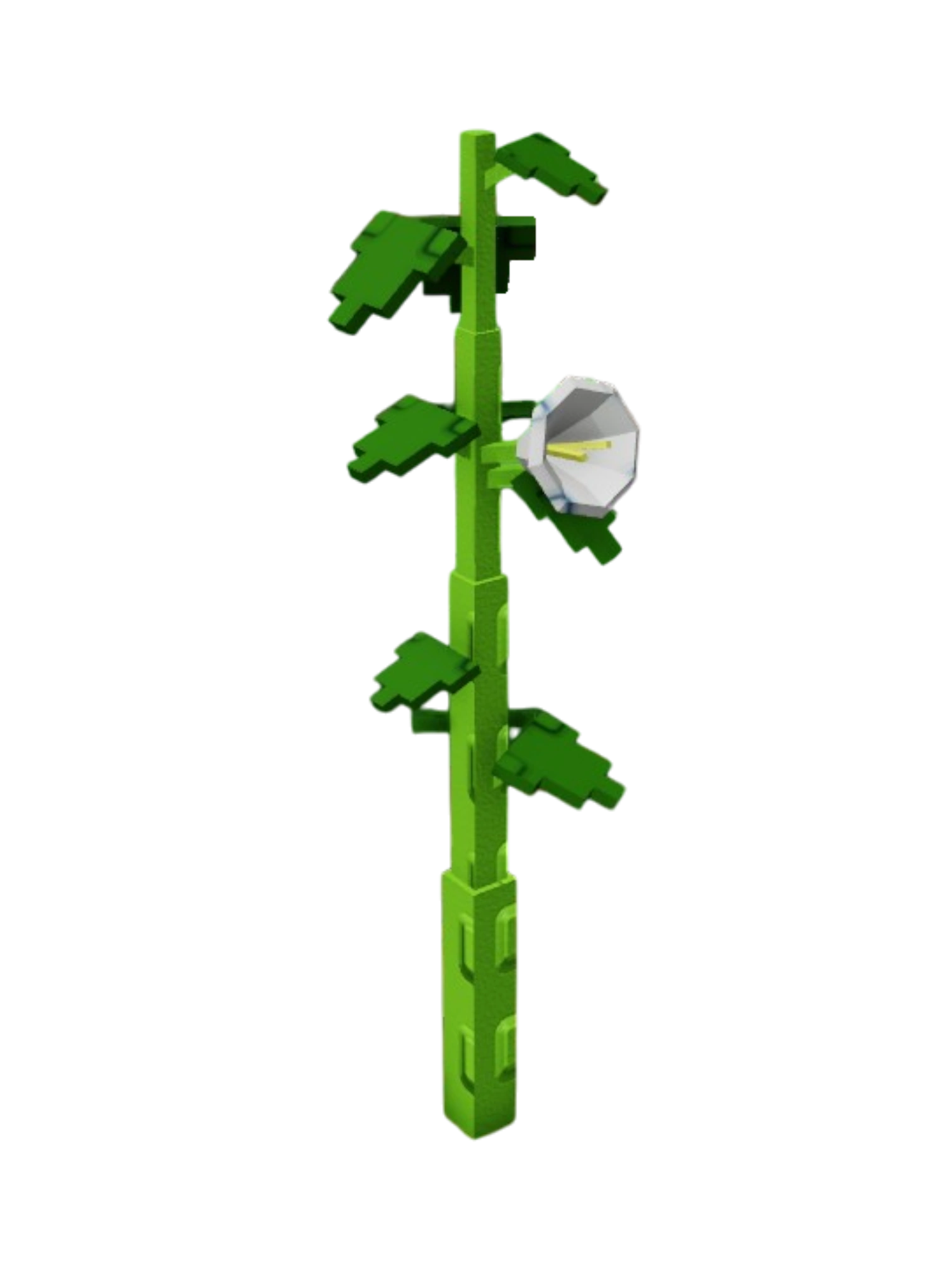 Moonflower