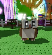 Barn-owl.jpg (148 KB) Barn Owl being held.