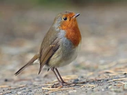 The robin's real-life counter part, the European Robin.[1]