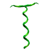 Coilvine