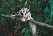 The real-life counterpart of the sugar glider pet.[1]