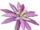 Paradise Petal