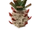 Wild Pineapple