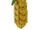 Zucchini