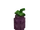Eggplant