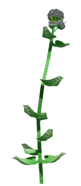 YarrowCrop