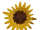 Legacy Sunflower