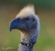 giacal tamarro va in disco!