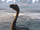 Loch Ness Monster (GTA V)