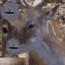 MpCJ Deer1.png