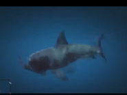 A shark eating Trevor in GTA V.