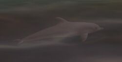 Delfin (VC)