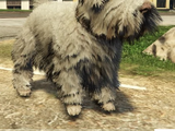 WestHighLandTerrier