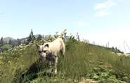 Пума в Grand Theft Auto V