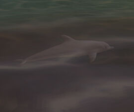 Dolphin