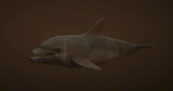 Delfin (V)