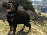 Rottweiler