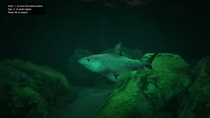 Тигровая акула