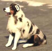 Border collie