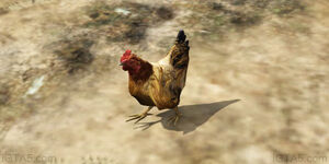 Chicken-GTAV-BlaineCounty