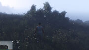 Goldenpeyote-gtav-czwartek