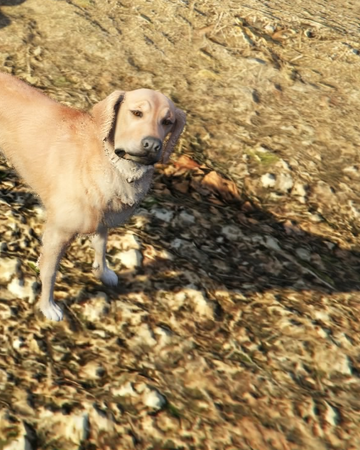 Ghost Dog Gta Wiki Fandom