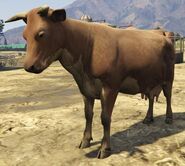 Cow-GTAV