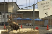 Director Mode Actors GTAVpc Animals Rabbit.png