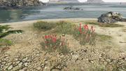 PeyotePlants-GTAO-Location64