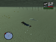 A dolphin in GTA San Andreas