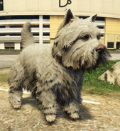 West Highland Terrier[EV]