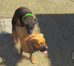 gta 5 chop dog