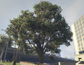 Another oak tree in Los Santos.