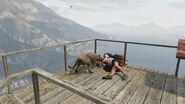 A Player controlled cougar killing an NPC