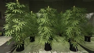 Weed-GTAOe-MaturePlants.png (3.13 MB) Weed-GTAOe-MaturePlants