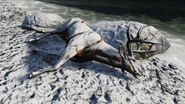 A dead deer.