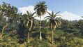 Palm trees (Arecaceae sp.)