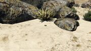 PeyotePlants-GTAO-Location6