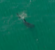 A killer whale seen in GTA VI's first trailer.