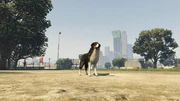 Peyote Plants Animals GTAVe Border Collie.png