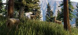 A group of deer about to be attacked by a cougar.
