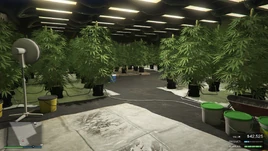WeedFarm-GTAOe-InProduction