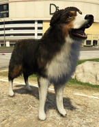 Border Collie[EV]