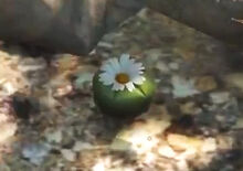 peyoteplants-gtav-example